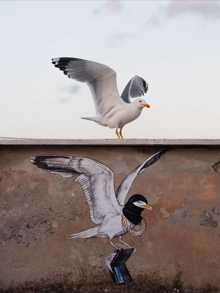 A yellow-legged gull perches on a rooftop in Rome, Italy, in this photograph titled Alter Ego by Italian photographer Gianluca Damiani. The image highlights how the birds have adapted to urban environments, using tall buildings as substitutes for coastal cliffs that provide nesting sites, roosts and perches. Dry pet food on the windowsill reflects the practice of residents feeding urban birds. The photograph received a Gold Award in the Urban Birds category. Picture: Gianluca Damiani