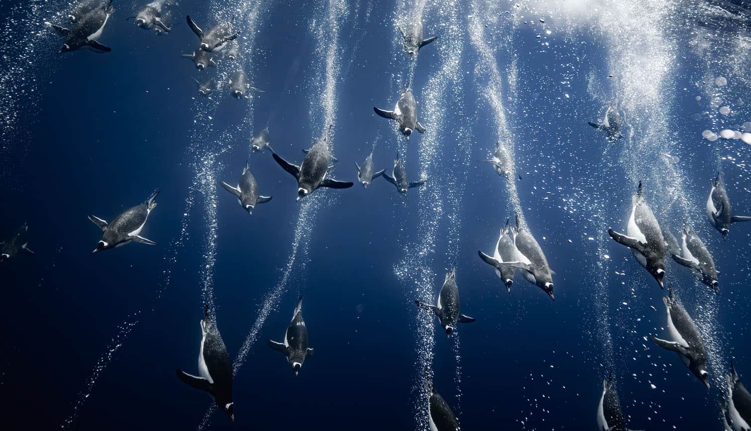 Gentoo penguins swim through the waters of Charcot Bay, Antarctica, in this photograph titled Back to Fishing by French photographer Romain Barats. While snorkelling in the bay, Barats encountered a group of the curious seabirds as they travelled to feed on fish and krill. The penguins swam rapidly around him, seemingly assessing whether he posed a threat. The photograph received a Bronze Award in the Birds in the Environment category. Picture: Romain Barats