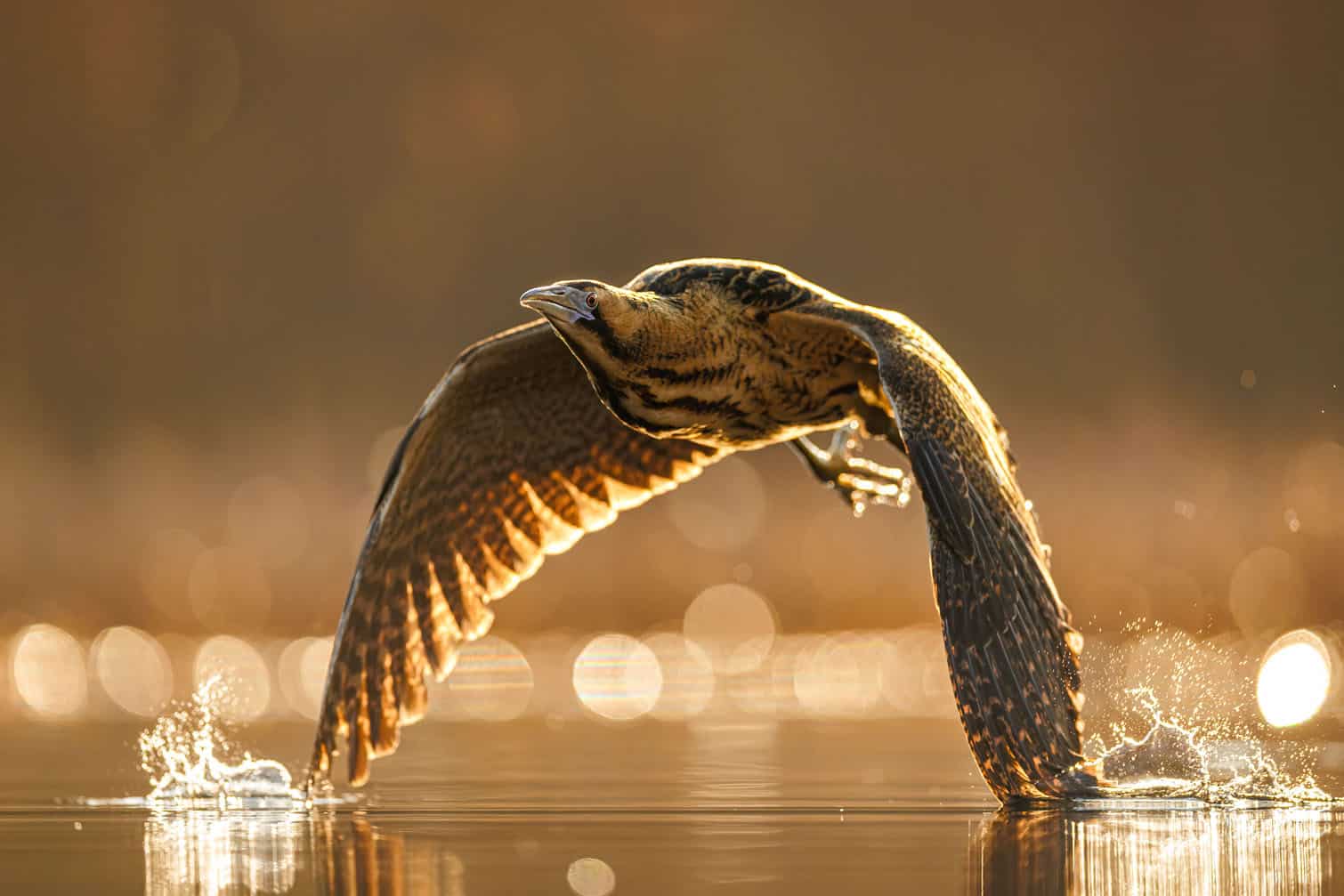 A Eurasian bittern flies between reedbeds against the light of the rising sun in Dąbrowa Górnicza, Poland, in this photograph titled Lord of the Reedbeds by Polish photographer Patryk Kurc. The image was captured from a floating hide, offering a glimpse of one of Poland’s most secretive bird species in flight. The photograph received a Bronze Award in the Birds in Flight category. Picture: Patryk Kurc