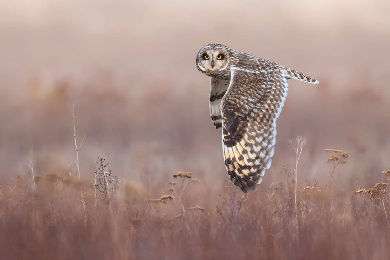 A short-eared owl flies over the salt marshes of British Columbia’s Fraser River Delta in Canada, turning its head towards the camera in this photograph by Swedish photographer Ivan Sjögren. Captured at dusk, the image was taken after Sjögren positioned himself in the grass to anticipate the owls’ hunting routes. The photograph, titled Eye-to-Eye with a Short-Eared Owl, received a Gold Award in the Birds in Flight category. Picture: Ivan Sjögren