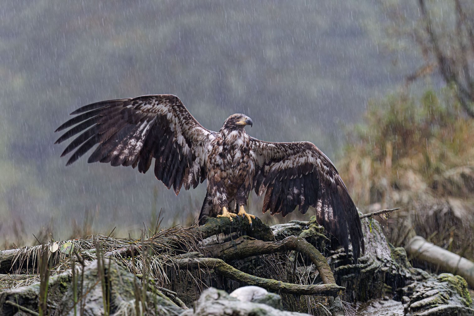 A juvenile bald eagle spreads its wings in relentless rain in Canada’s Great Bear Rainforest in this photograph titled Spread Eagle by British photographer Mark Carwardine. Spotted from a Zodiac boat travelling along a forest inlet, the eagle maintained its posture despite the downpour. Eagles often spread their wings to dry their feathers or cool down, although the persistent rain made this a challenging task. The photograph received a Silver Award in the Bird Behaviour category. Picture: Mark Carwardine