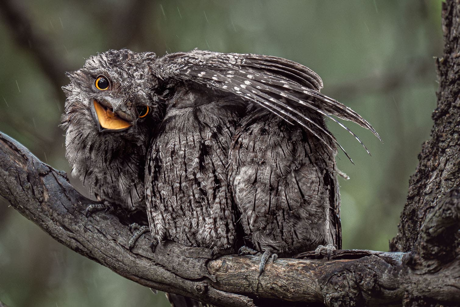 A fledgling tawny frogmouth stretches its wings in the rain, seemingly shielding its siblings from falling water droplets, in Perth, Australia. Photographer Donald Chin captured the young bird’s wide eyes and open beak as it blends into the bark and shadows of the forest. The photograph, titled I’m Keeping Everyone Dry, received a Gold Award in the Bird Behaviour category. Picture: Donald Chin
