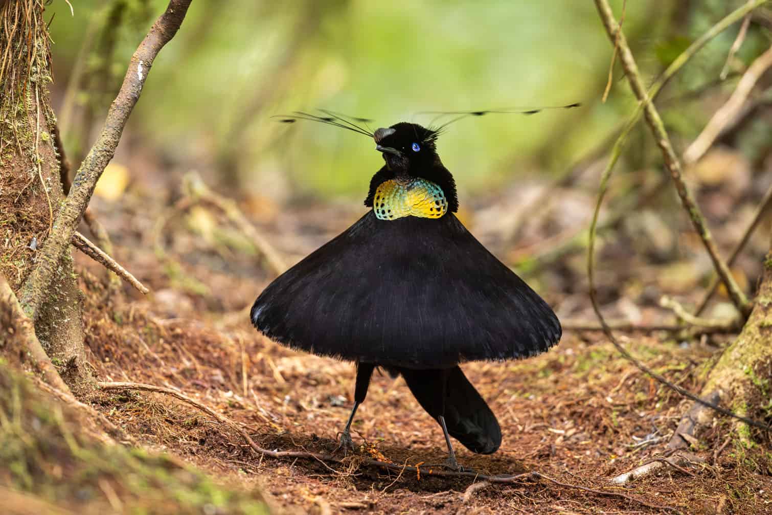 A male western parotia performs an elaborate courtship dance in the dark rainforest of Mingre, West Papua, Indonesia, in this photograph titled Tiny Dancer by Australian photographer David Stowe. The bird-of-paradise displays its distinctive movements in a dazzling attempt to attract a female. The photograph received a Bronze Award in the Best Portrait category. Picture: David Stowe
