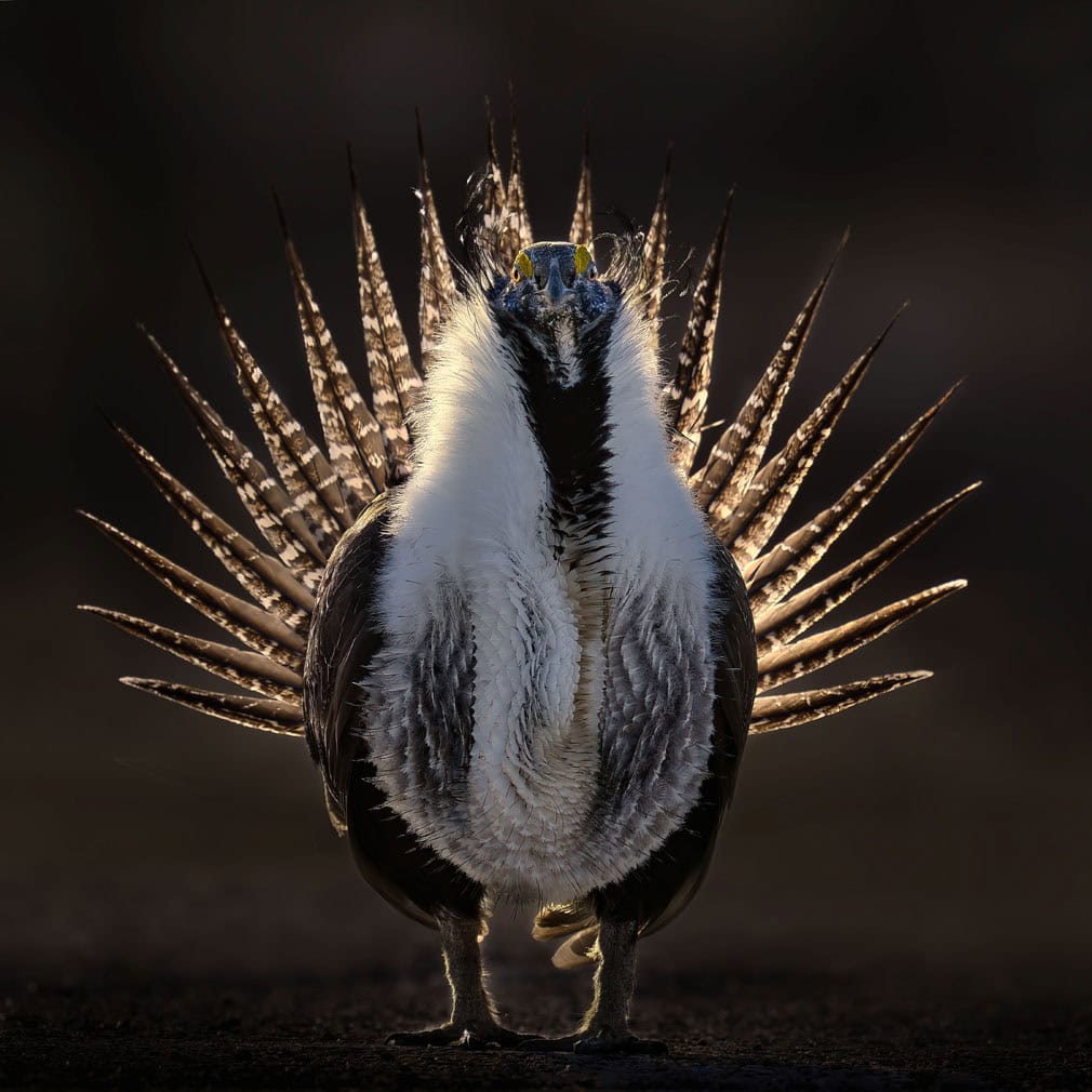 A male greater sage-grouse displays its tail feathers during courtship in Utah, United States, in this award-winning photograph titled Radiant by American photographer Thomas Deliberto. Captured at sunrise, the backlighting makes the bird’s feathers appear to glow against the shadowed sagebrush hillside. The greater sage-grouse, the largest native grouse in North America, depends on sagebrush ecosystems in the western United States, but its population has declined sharply in recent years due to habitat loss. The image received a Gold Award in the Best Portrait category. Picture: Thomas Deliberto
