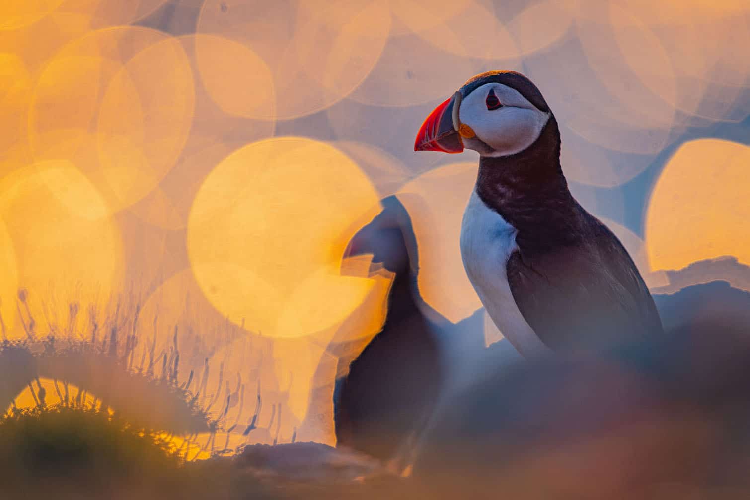 An Atlantic puffin is silhouetted against the shimmering ocean at sunset on Skomer Island in the United Kingdom in this photograph, titled Sunset Puffin, by German photographer Volker Widmann. Captured in the evening, after day visitors had left the island, the image highlights the seabird against the water’s reflections. The photograph received a Silver Award in the Best Portrait category. Picture: Volker Widmann