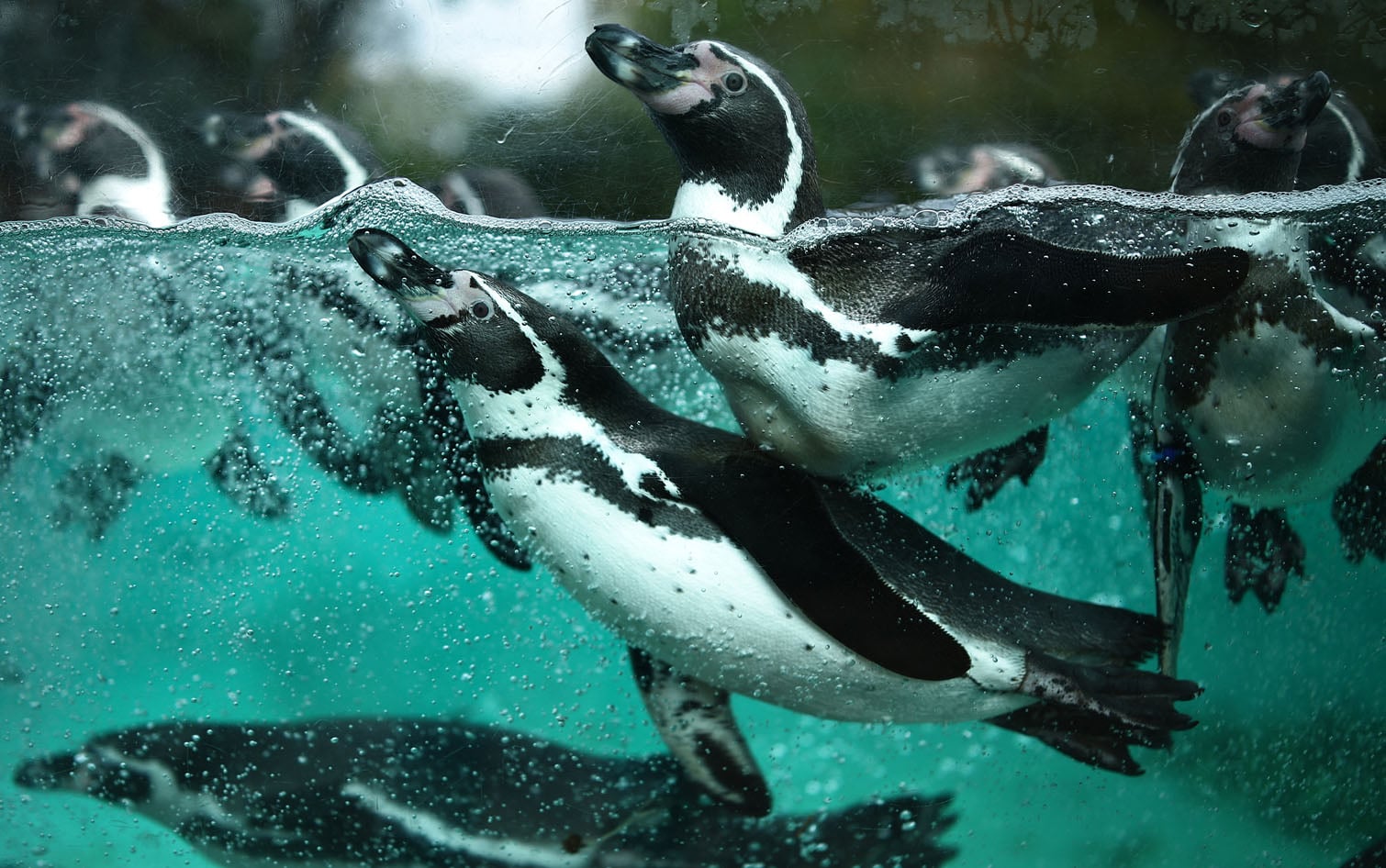 Humboldt penguins swim during a photocall to promote Halloween, at ZSL London Zoo in central London on October 29, 2026. (Photo by Henry Nicholls / AFP)