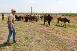Dawie Pienaar and employees chased the cattle all the way to Fochville.