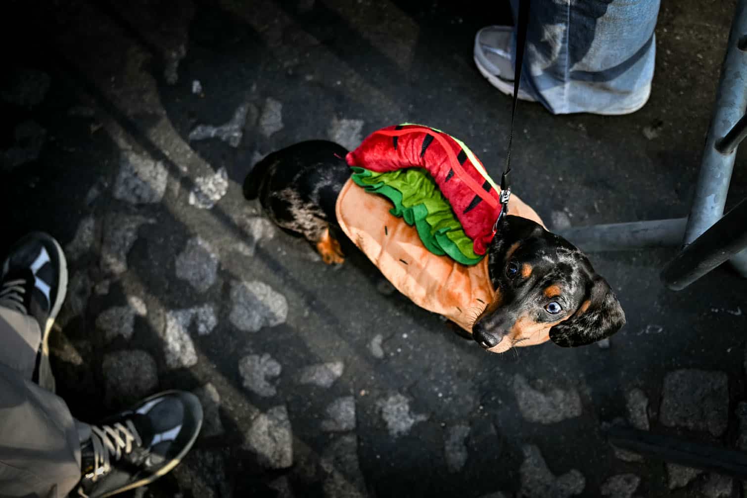 A dachshund wearing a costume takes in the Paris Sausage Walk on the Champs-Elysees Avenue in Paris on October 4, 2026. (Photo by Lou BENOIST / AFP)