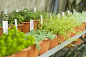 What to do this weekend: Get your green fingers going at the Houghton Bonsai, Succulent & Plant Show