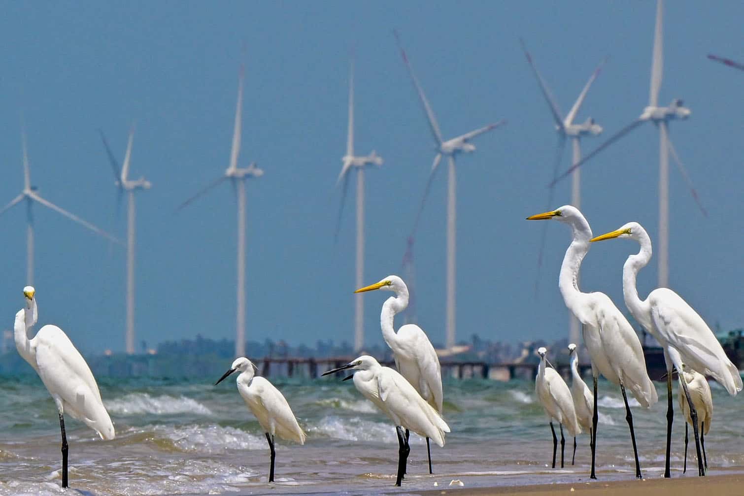 Egrets are seen at a beach with a wind power plant in the background in Sri Lanka's Mannar on October 2, 2026. (Photo by Ishara S. KODIKARA / AFP)