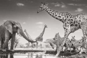 Natural History Museum Wildlife Photographer of the Year