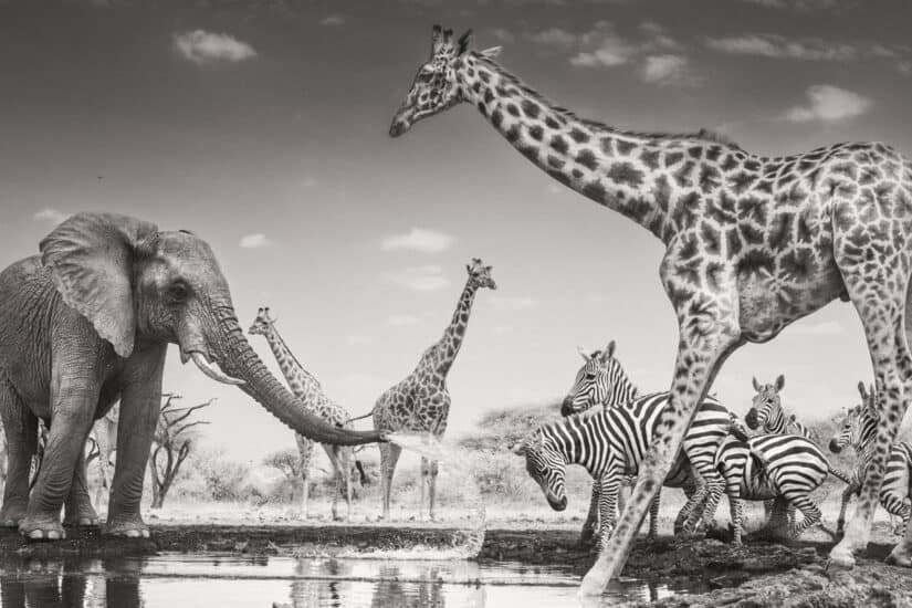 Natural History Museum Wildlife Photographer of the Year